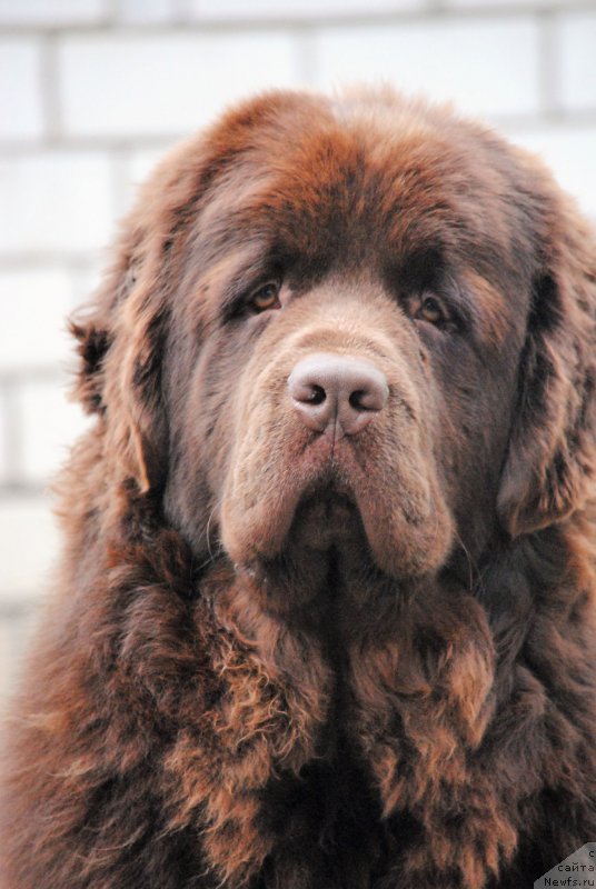 Фотография № 217474