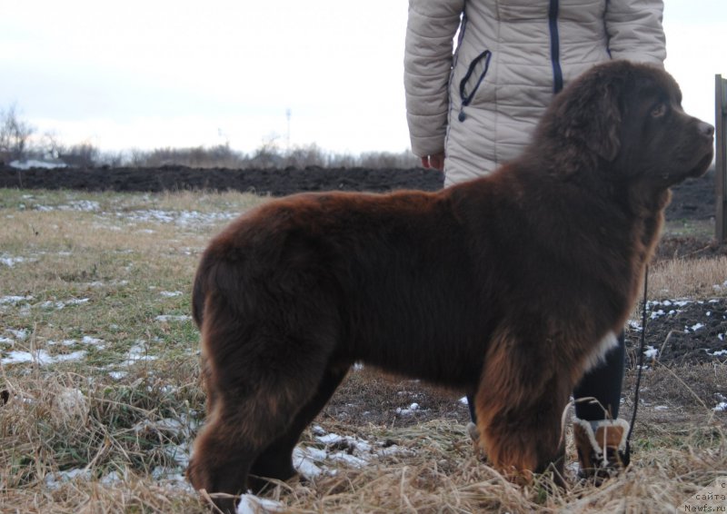 Фотография № 217477