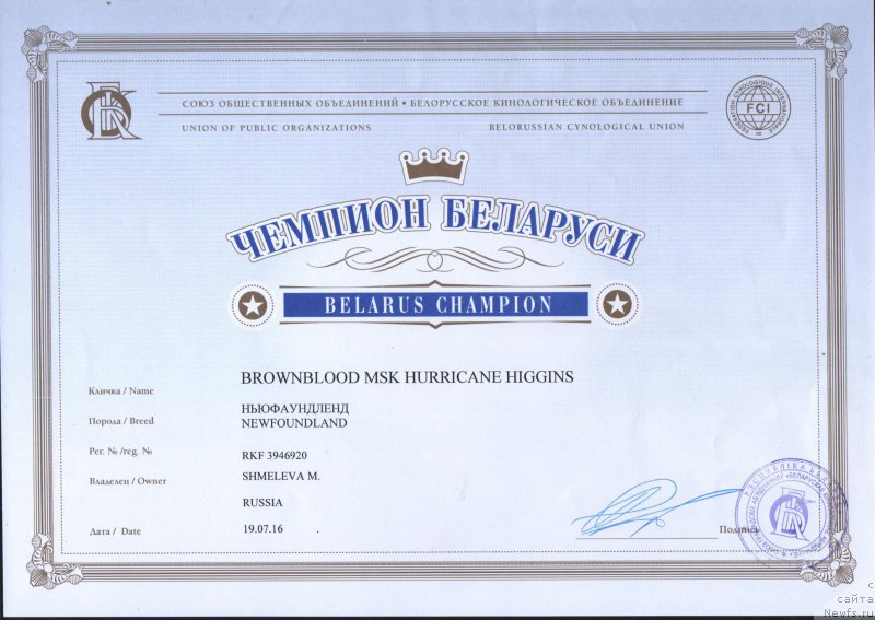 Фото: ньюфаундленд Браунблад МСК Харрикейн Хиггенс (Brownblood MSK Harricane Higgins)