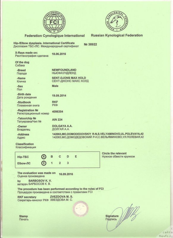 Фото: ньюфаундленд Сент Джонс Макс Холд (Sent Djons Max Hold)