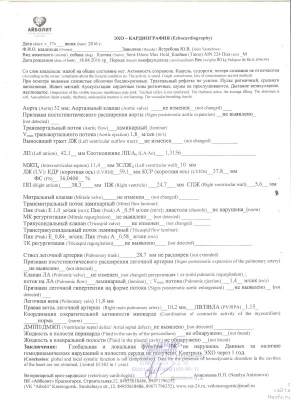 Фото: ньюфаундленд Сент Джонс Макс Холд (Sent Djons Max Hold)