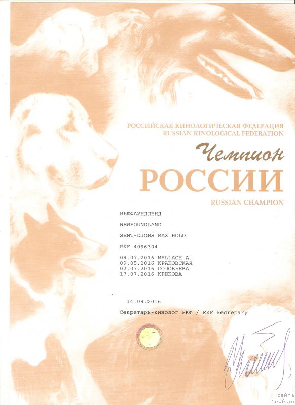 Фото: ньюфаундленд Сент Джонс Макс Холд (Sent Djons Max Hold)