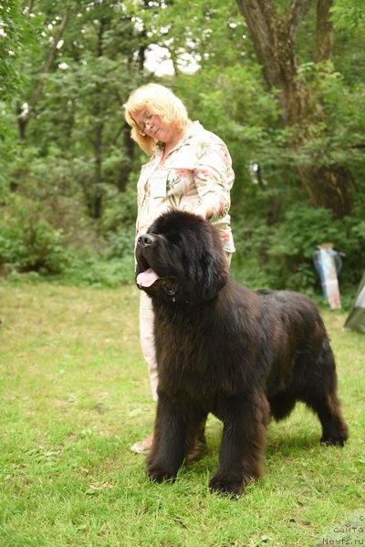 Фото: ньюфаундленд Сент Джонс Макс Холд (Sent Djons Max Hold)