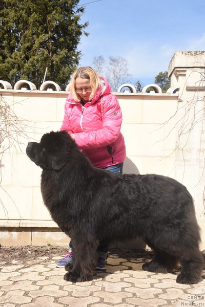 Фото: ньюфаундленд Сент Джонс Макс Холд (Sent Djons Max Hold)