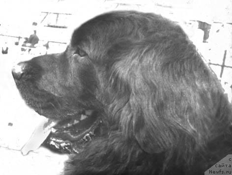 Фото: ньюфаундленд Арно Гарси