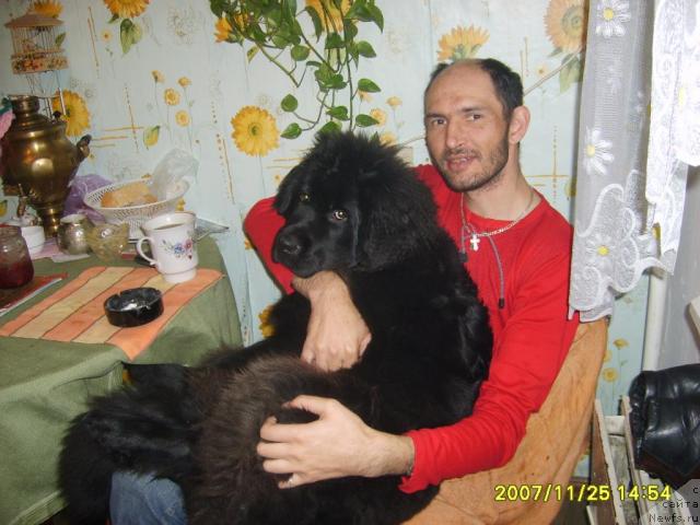 Фото: ньюфаундленд Египетский Фараон