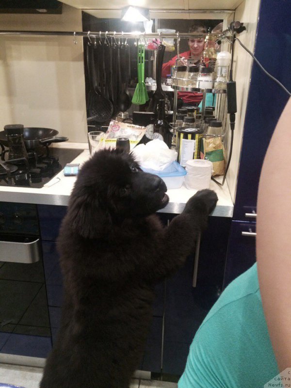 Фотография № 217512