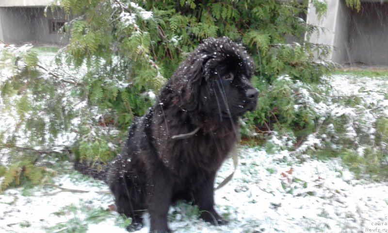 Фото: Акватория Келвин Злата