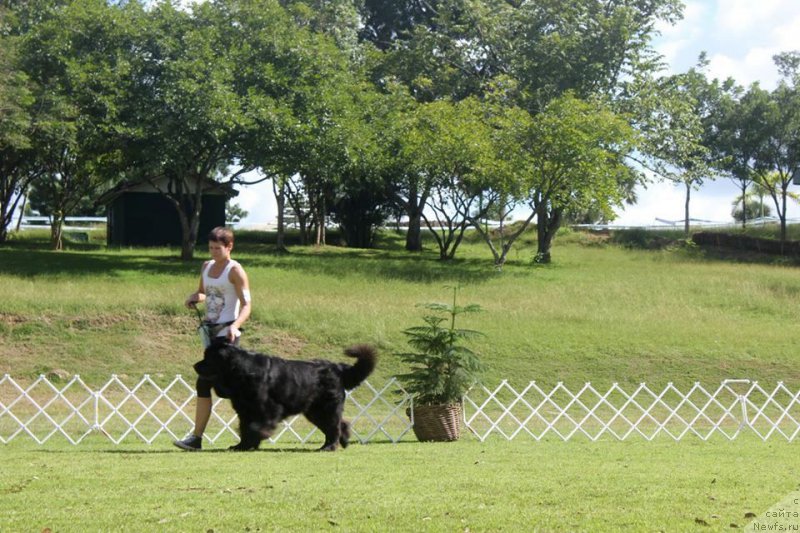 Фото: ньюфаундленд Питерньюф ИМХО (Piternyuf IMXO), Ксения Абатурова
