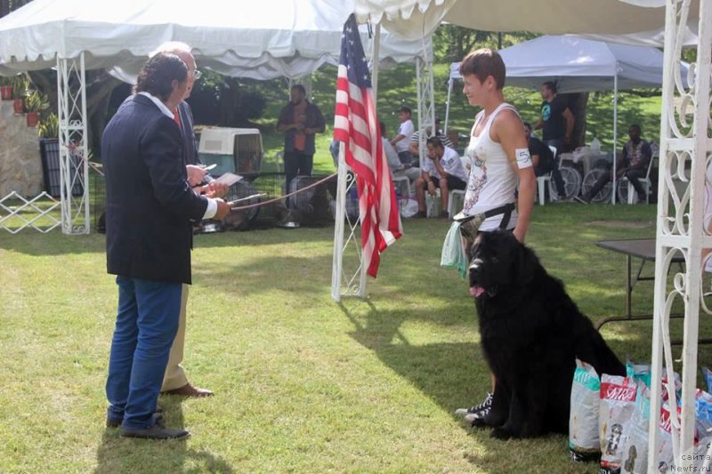 Фото: ньюфаундленд Питерньюф ИМХО (Piternyuf IMXO), Ксения Абатурова