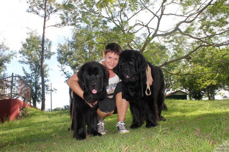 Фото: ньюфаундленд Питерньюф ИМХО (Piternyuf IMXO), Ксения Абатурова, ньюфаундленд Уотертон-Лейкс Беар Нау энд Форевер Жаде (Waterton-Lakes Bear Now and Forever Zhade)