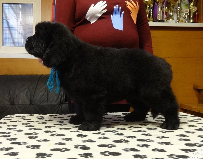 Фото: ньюфаундленд Ньюфорт Инстинкт Виннер Кнайт Итус