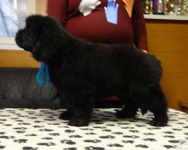 Фото: ньюфаундленд Ньюфорт Инстинкт Виннер Кнайт Итус