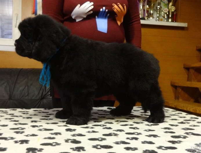 Фото: ньюфаундленд Ньюфорт Инстинкт Виннер Кнайт Итус