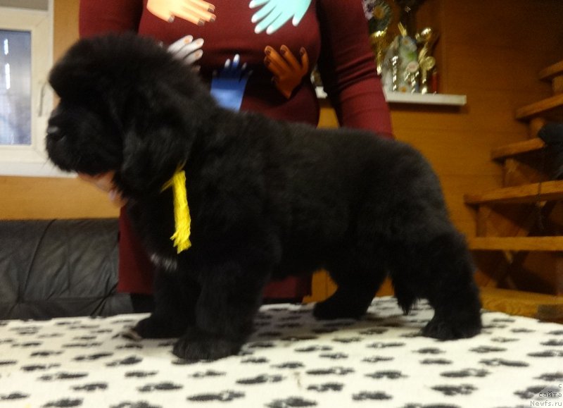 Фото: ньюфаундленд Ньюфорт Император