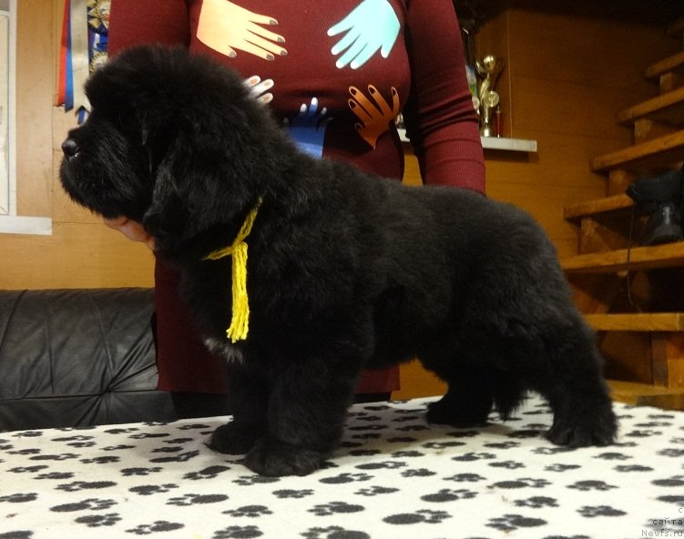 Фото: ньюфаундленд Ньюфорт Император