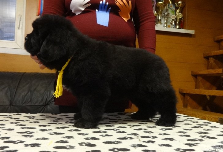 Фото: ньюфаундленд Ньюфорт Император