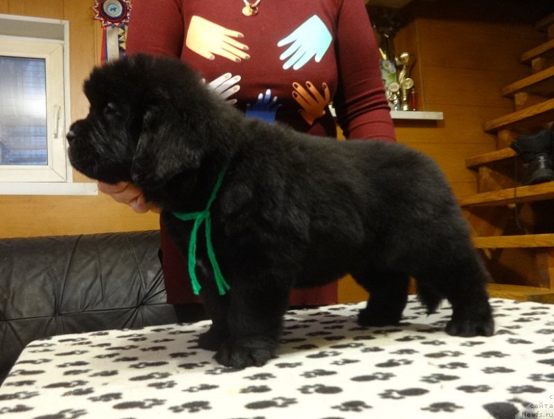 Фото: ньюфаундленд Ньюфорт ит из зе Бест оф Алл