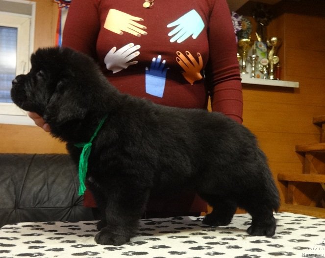 Фото: ньюфаундленд Ньюфорт ит из зе Бест оф Алл