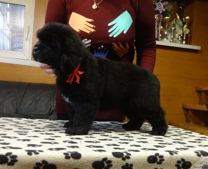 Фото: ньюфаундленд Ньюфорт из Пены Морской Афродита (Njufort iz Peni Morskoy Afrodita)