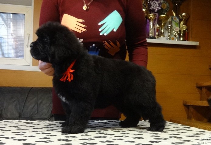 Фото: ньюфаундленд Ньюфорт из Пены Морской Афродита (Njufort iz Peni Morskoy Afrodita)