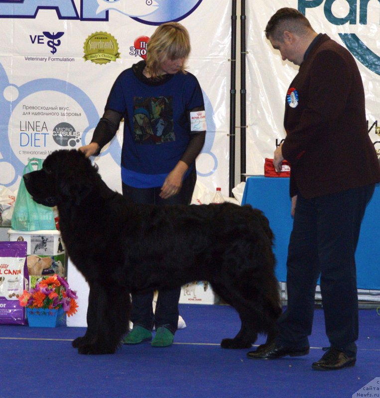 Фото: ньюфаундленд Модильяни из Антаграда (Modiliani is Antagrada)