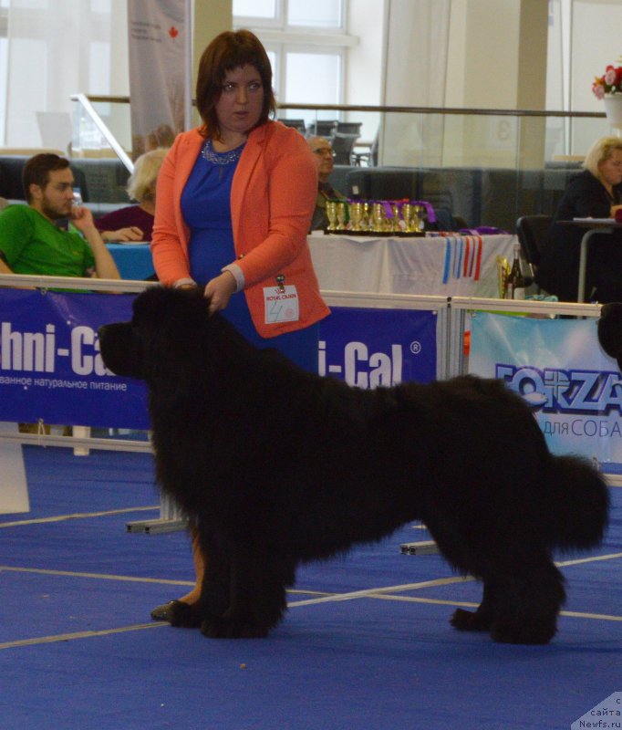 Фото: ньюфаундленд Эмир Эльдорадо из Антаграда (Emir Eldorado is Antagrada)