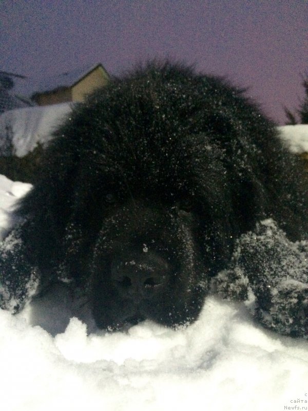 Фотография № 217562