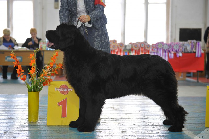 Фото: ньюфаундленд Супер Премиум Ундерковер Лове (Super Premium Undercover Love)