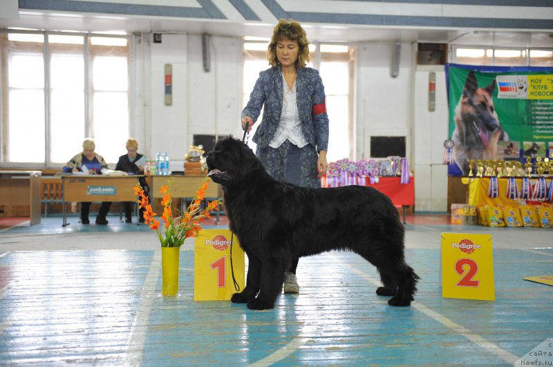 Фото: ньюфаундленд Супер Премиум Ундерковер Лове (Super Premium Undercover Love)