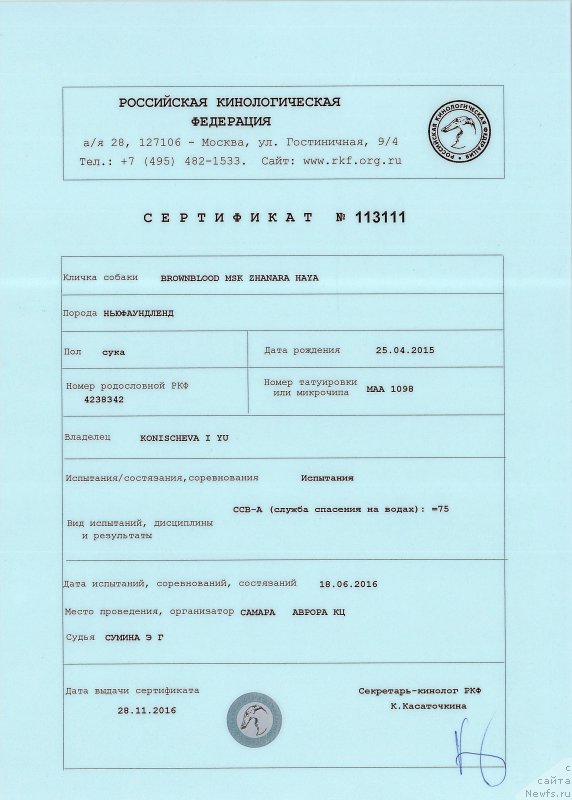 Фото: ньюфаундленд Браунблад МСК Жанара Хайя (Brownblood MSK Zhanara Haya)