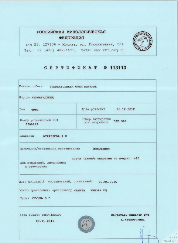 Фото: ньюфаундленд Сверкающая Гора Машаме (Sverkayuzhaya Gora Mashame)