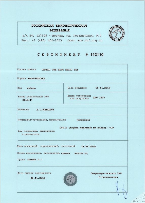 Фото: ньюфаундленд Чарли Де Бест Хелфи Пэл (Charli The Best Helfi Pel)