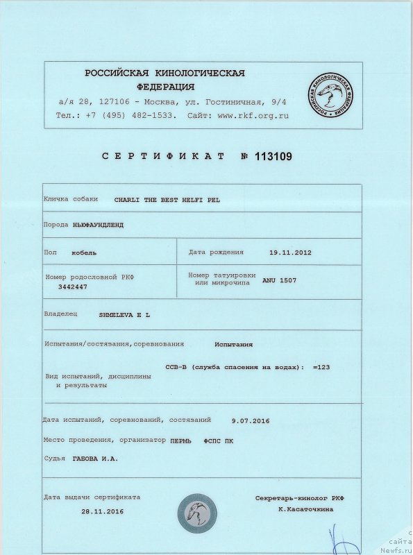 Фото: ньюфаундленд Чарли Де Бест Хелфи Пэл (Charli The Best Helfi Pel)