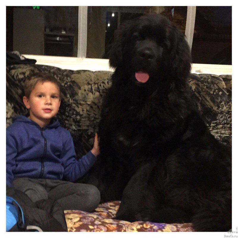 Фото: ньюфаундленд Енигматик Кингд Аристократ (Enigmatic kingd Аristocrat)