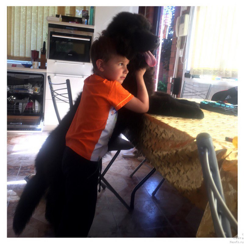 Фото: ньюфаундленд Енигматик Кингд Аристократ (Enigmatic kingd Аristocrat)