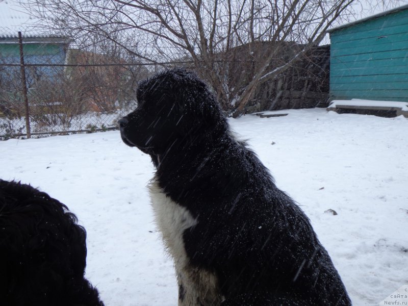 Фото: ньюфаундленд Селин Дион