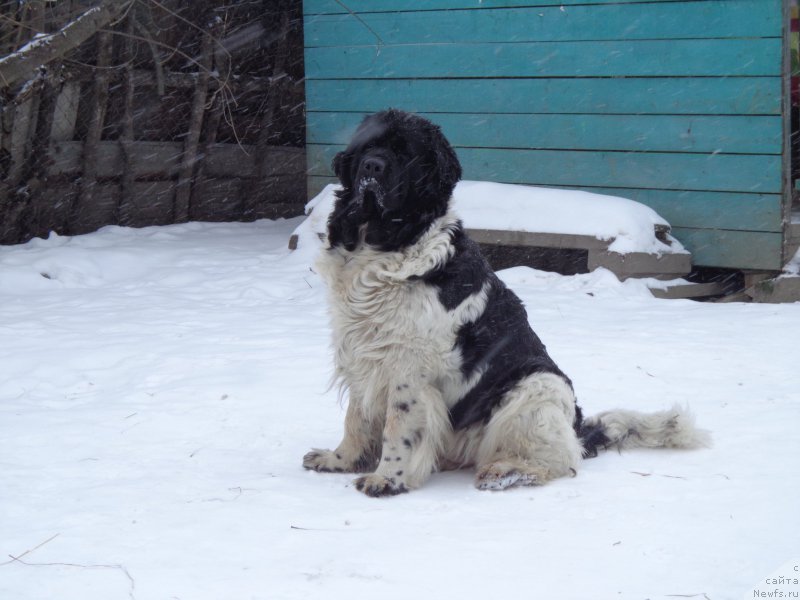 Фото: ньюфаундленд Супер Премиум Литониэль Валланинор (Super Premium Litoniel Vallaninor)