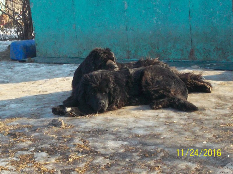 Фото: ньюфаундленд Супер Премиум Нао Дел Трато, ньюфаундленд Степан Разин (Stepan Razin)