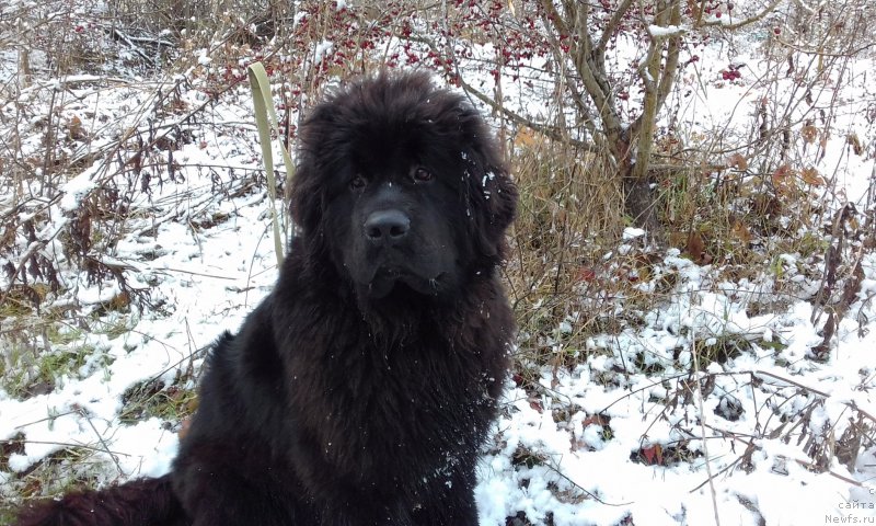 Фотография № 217600