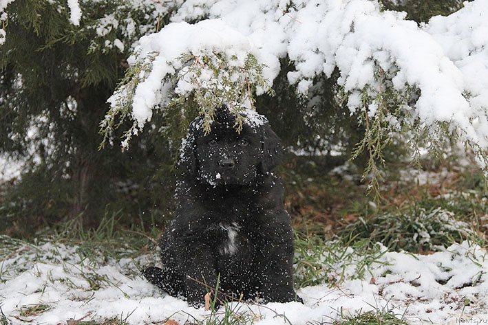 Фотография № 217611