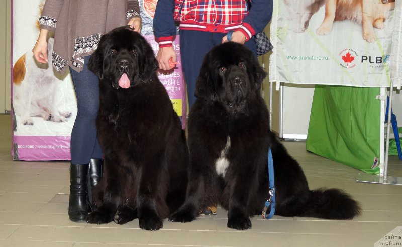 Фотография № 217615