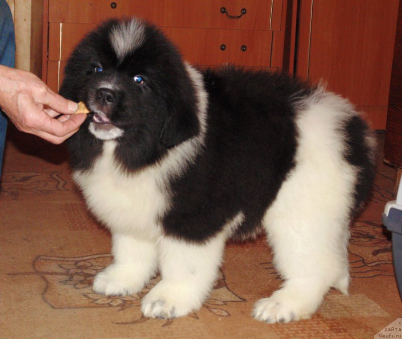 Фото: ньюфаундленд Водограй от Карельских Медведей