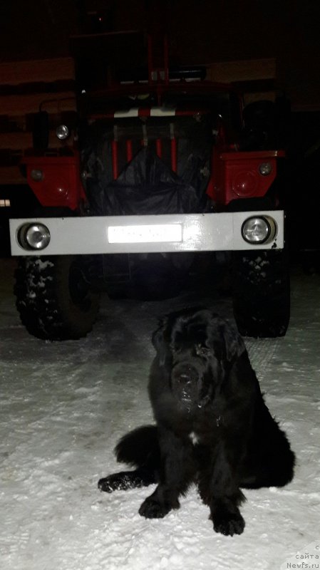 Фото: ньюфаундленд Белкондер-Клаб Ямайка Блю Маунтин (Belkonder-Club Jamaica Blue Mountin)