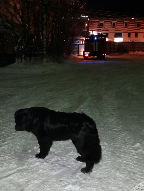 Фото: ньюфаундленд Белкондер-Клаб Ямайка Блю Маунтин (Belkonder-Club Jamaica Blue Mountin)