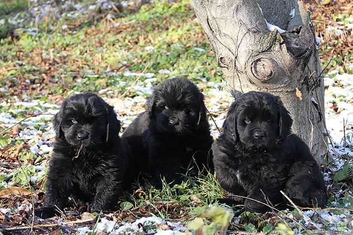 Фотография № 217632