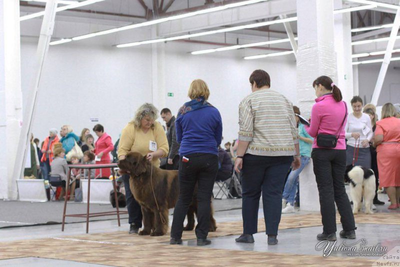 Фото: ньюфаундленд Фанньюф Авалон (Funnewf Avalon), Ирина Панюшкина