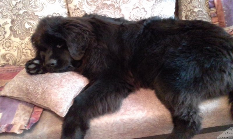 Фотография № 217637