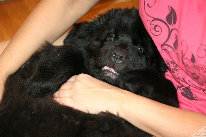 Фотография № 217639