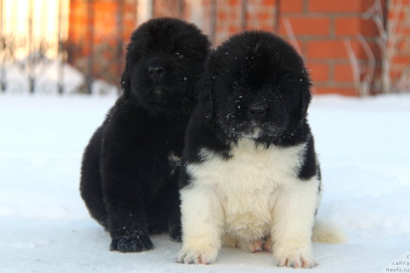 Фото: ньюфаундленд Аквиан Сонг Тайфун, ньюфаундленд Аквиан Сонг Торнадо